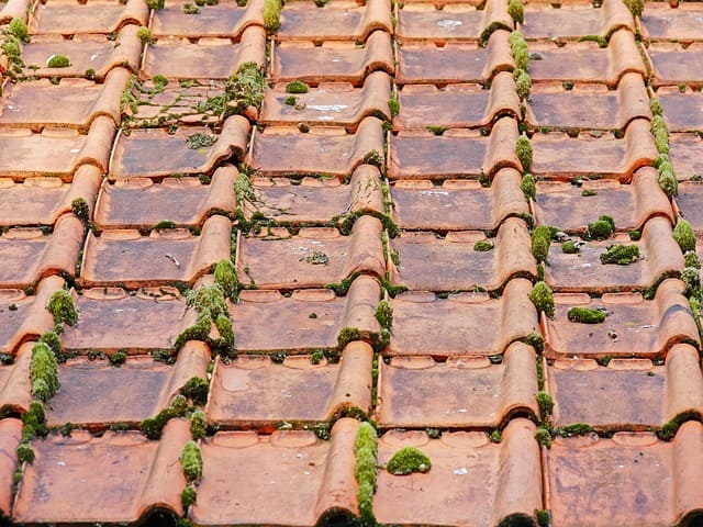 Mousse et lichen sur une toiture en tuiles plates